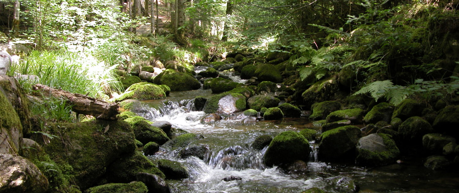 Ruisseau de Vertolaye Ruisseau de Vertolaye