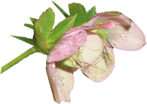 Hellébore hybride horticole