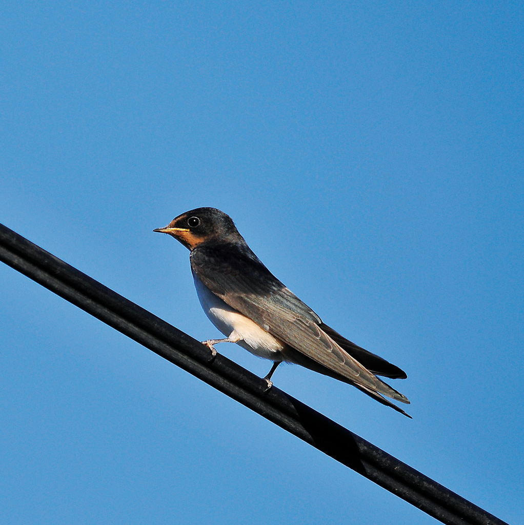 Les hirondelles de la maison - Parc naturel régional Livradois-Forez