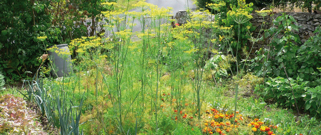 Le jardin de Suzanne