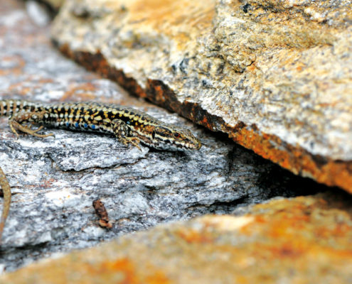 Le lézard des murailles arbore parfois de belles taches bleues sur les flancs.