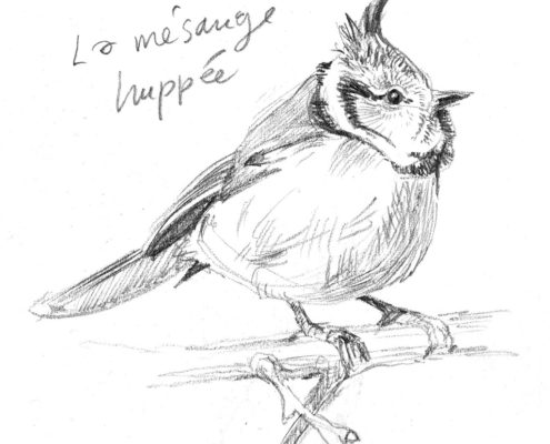 Mésange huppée