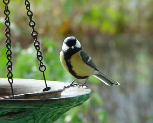 Mésange charbonnière