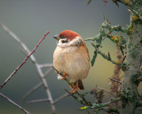 Moineau Friquet