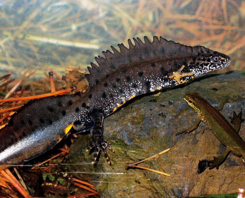 Nos tritons - Parc naturel régional Livradois-Forez