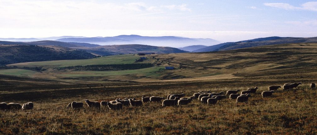 Hautes-Chaumes du Forez