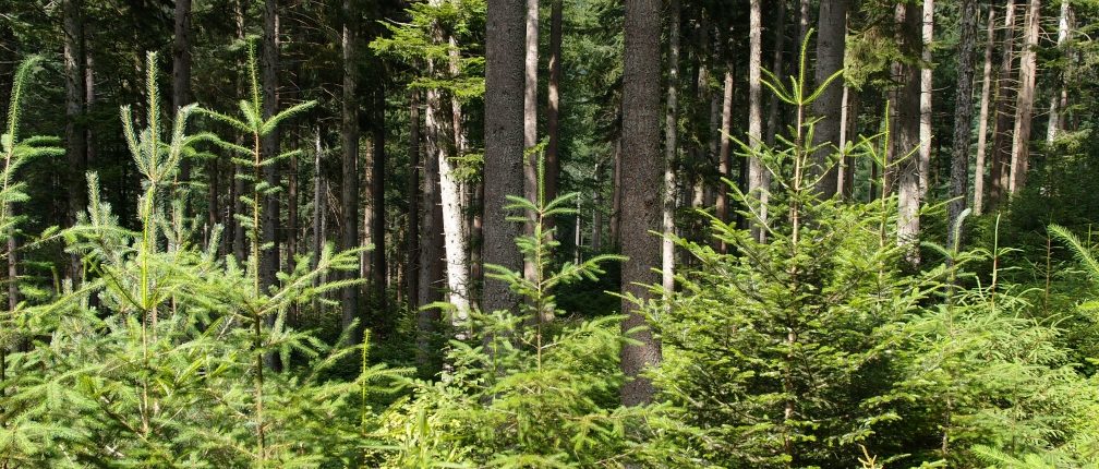 Bois de Mauchet à Auzelles