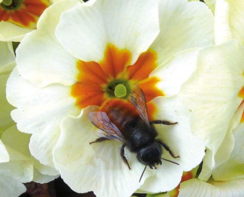 Osmia cornuta