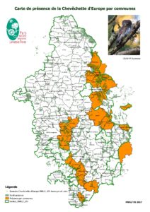 Présence de la Chevêchette d'Europe par communes