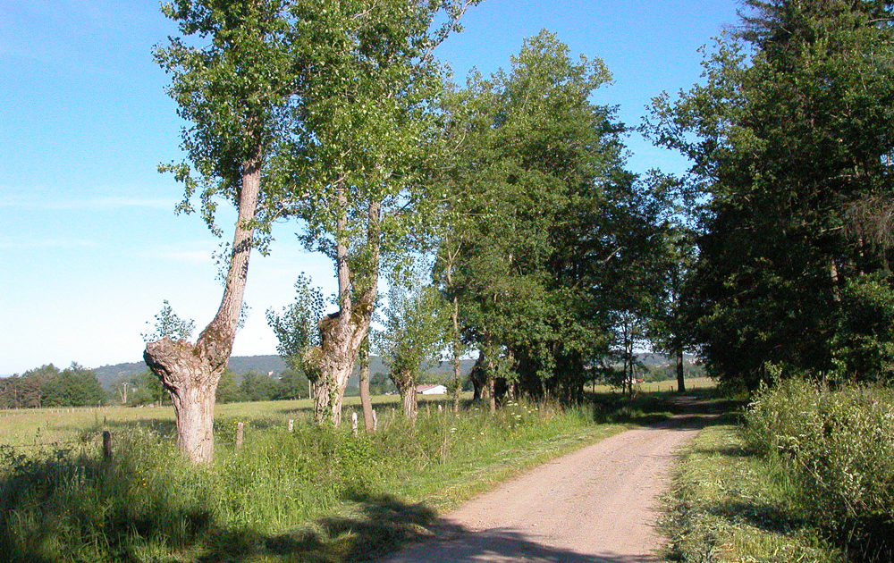 Haies d’arbres taillés en têtard (Bort l’Etang)