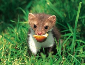 Fouine avec une pomme