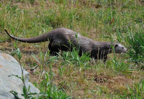 Loutre d'Eurasie