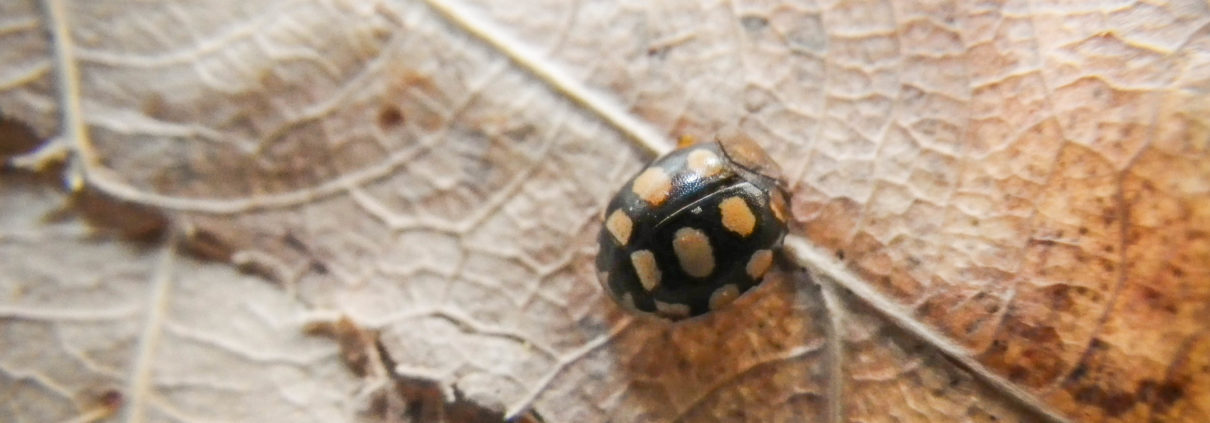 Coccinula quatuordecimpustulata