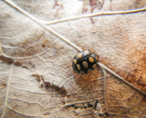 Coccinula quatuordecimpustulata