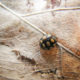 Coccinula quatuordecimpustulata