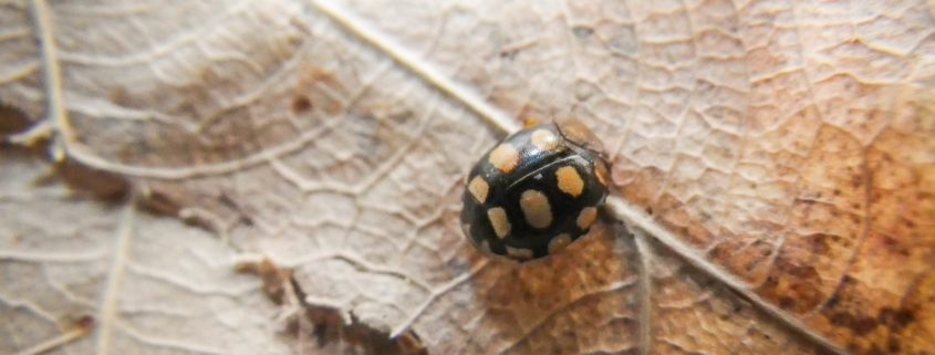 Coccinula quatuordecimpustulata