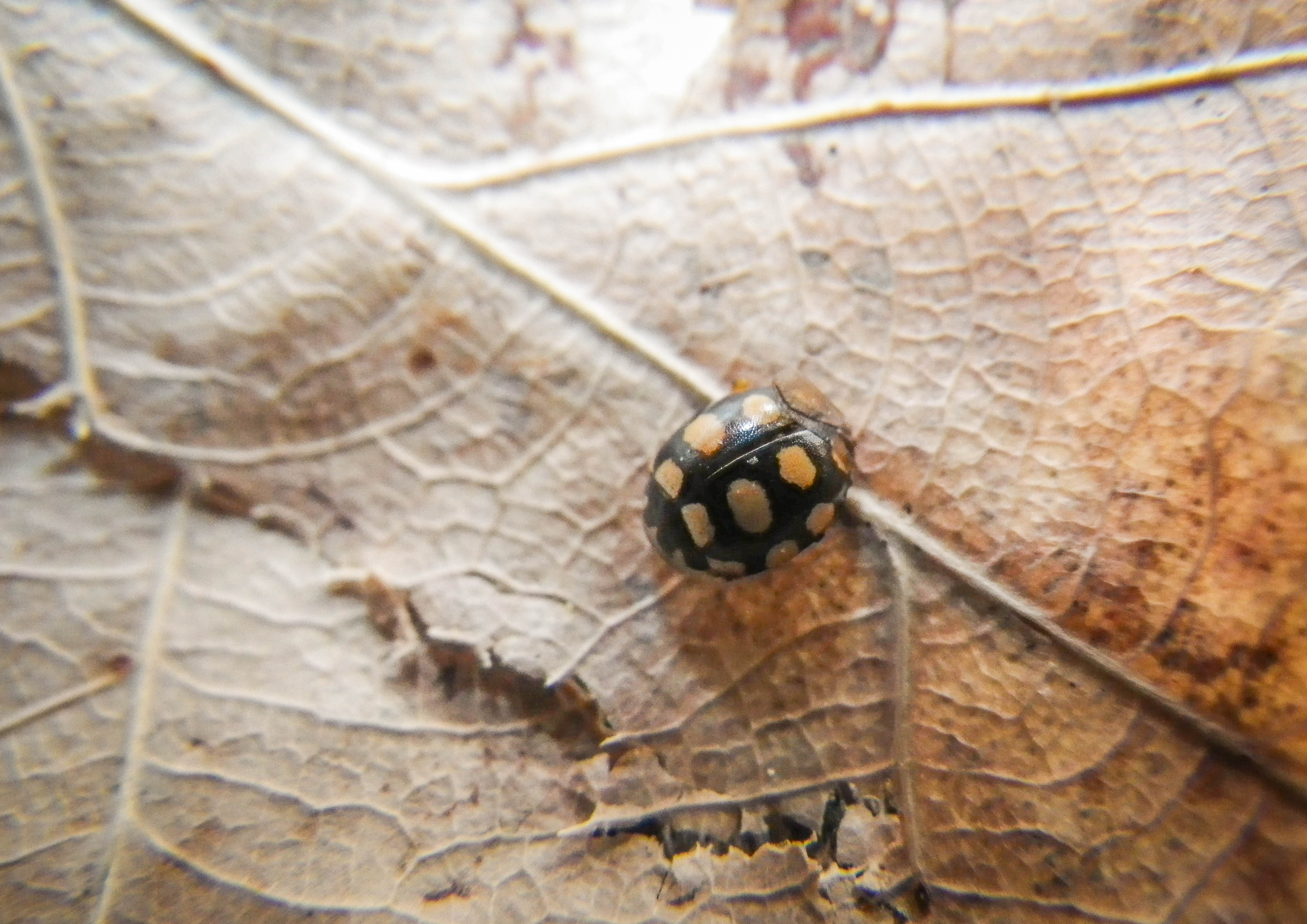 Coccinula quatuordecimpustulata