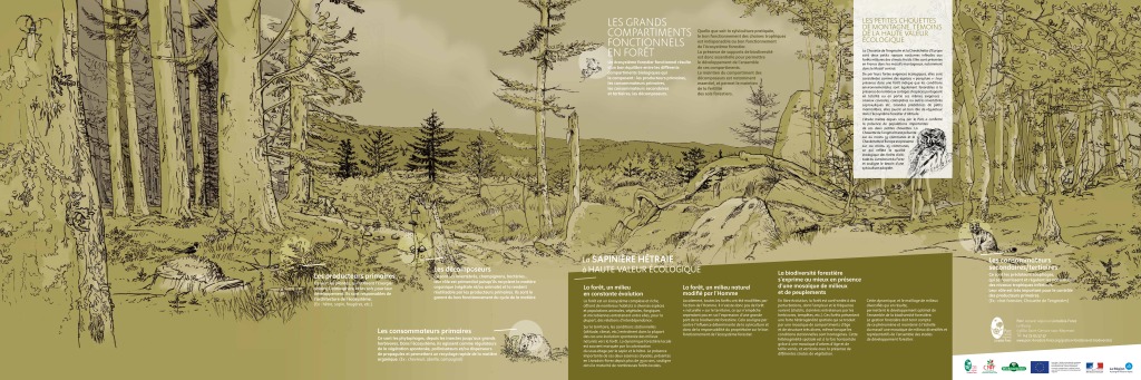 Poster : La sapinière hêtraie à haute valeur écologique Poster : La sapinière hêtraie à haute valeur écologique