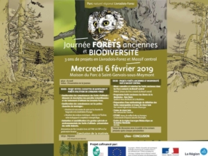 Petites chouettes de montagne et forêts anciennes du Livradois-Forez Petites chouettes de montagne et forêts anciennes du Livradois-Forez