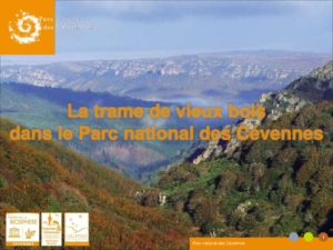 Trame de vieux bois - Parc national des Cévennes Trame de vieux bois - Parc national des Cévennes