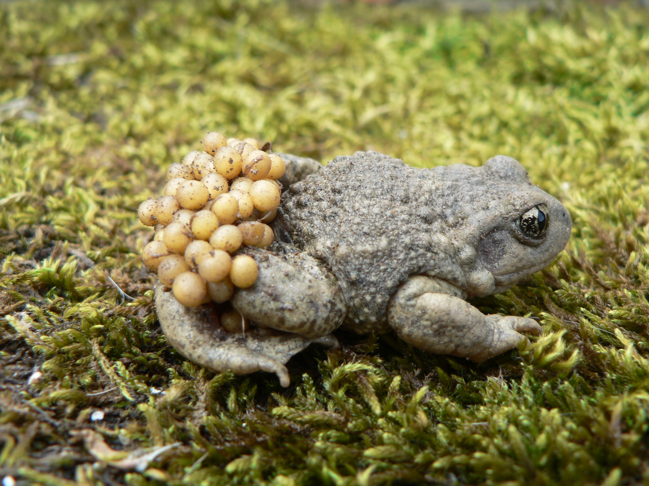 Inventoriez Les Crapauds Parc Naturel Regional Livradois Forez