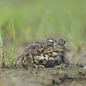 Crapaud calamite