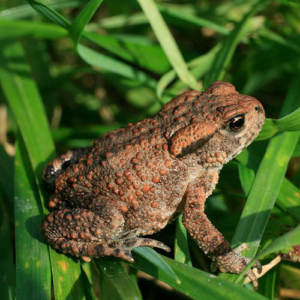 Crapaud commun