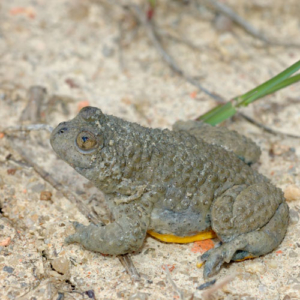 Crapaud à ventre jaune