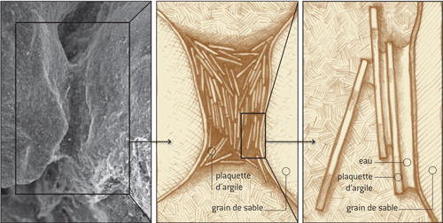 Grain vue au microscope électronique (trois coupes)