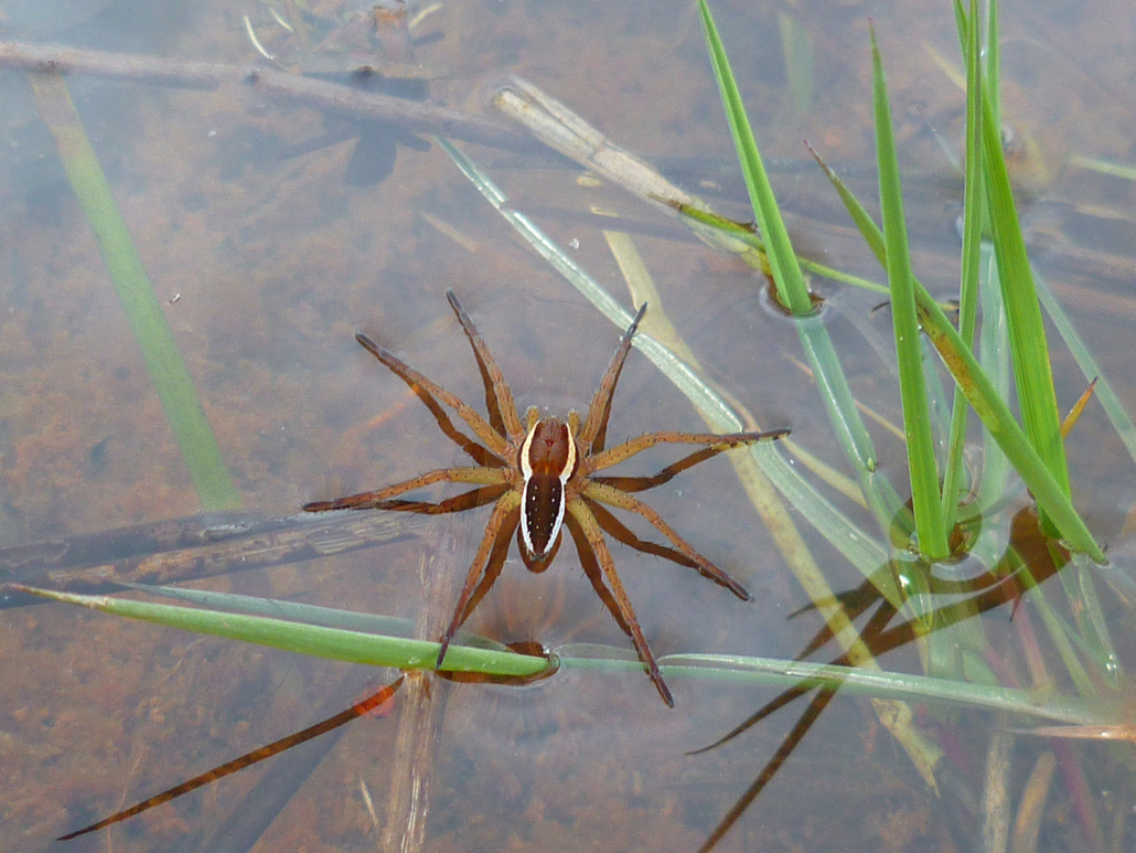 Photo d'une araignée Dolomède Sp. prise à Aubusson en juin 2012