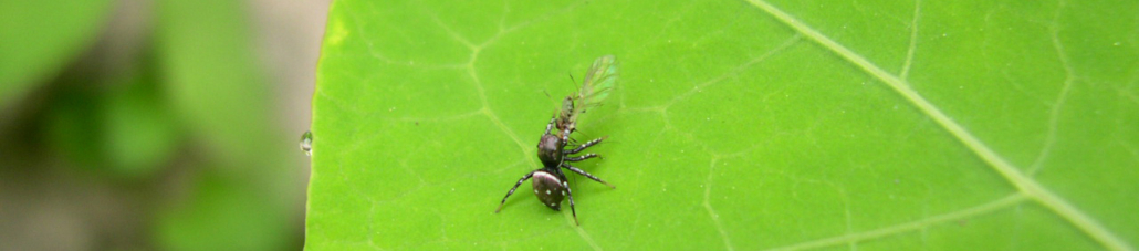 Photo d'une araignée Heliophanus Sp - Audrey Jean, PNRLF