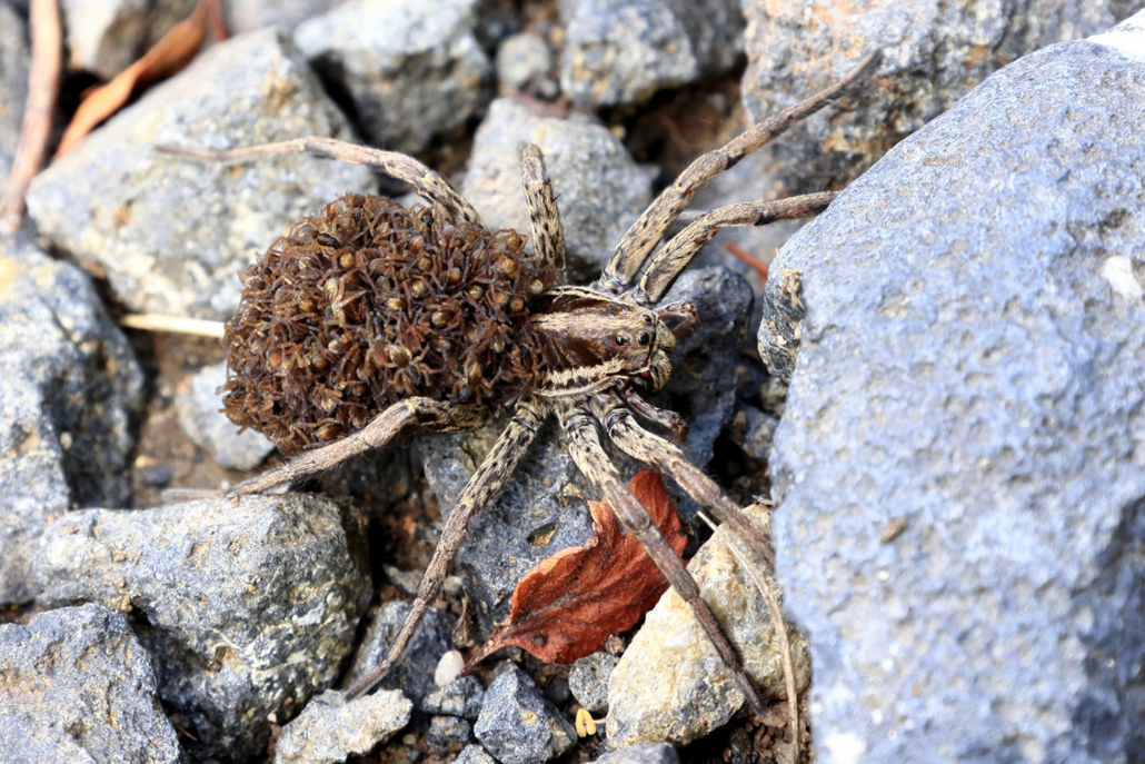 Photo d'une Lycose Tarentule - Jean-Claude Corbel, PNRLF