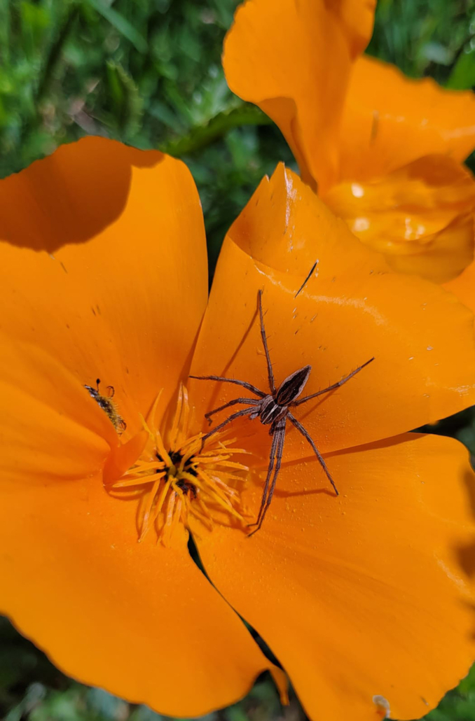 Photo d'une Pisaura mirabilis - Audrey JEAN, PNRLF